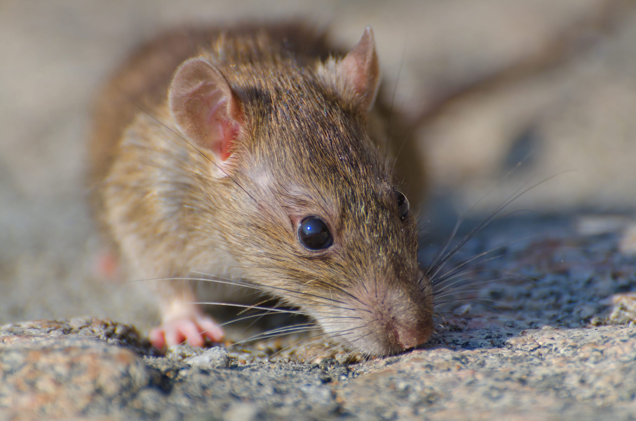 control de ratas